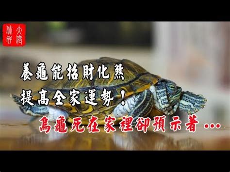 烏龜 寓意|【烏龜象徵意義】揭秘烏龜的象徵意義：從寓意到古老。